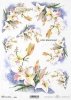 lilia, lilie, kwiat, ogród, łąka, wiosna, autorka grafiki Maria Kopeć, R900, lirio, lirios, flor, jardín, prado, primavera, Lilie, Lilien, Blume, Garten, Wiese, Frühling, lily, lilies, flower, garden, meadow, spring